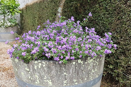 Impatiens